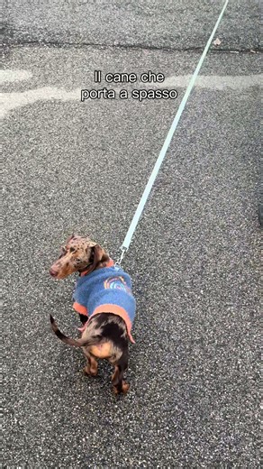 A Big Dog's Adventures with His Owner