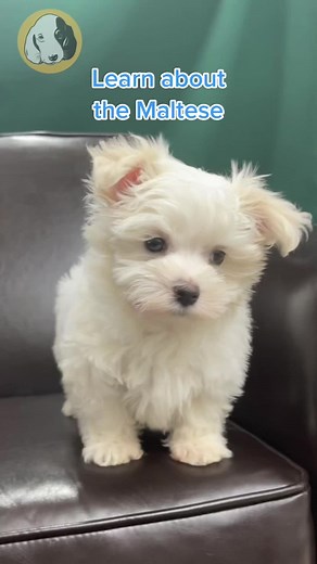 Adorable Maltese Puppies - Small Dog Breed with Lively Personality