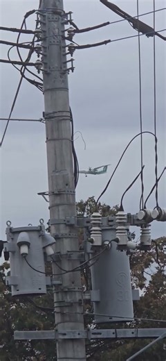 ANAボンバルディア・グリーン🛬