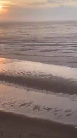 Exploring the Hero Dog Game Features and Beach Scenes