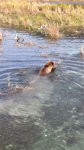 Giant Bear in Untouched Nature #bear #boy #gay #muscle #man #instagay #beard #lgbt #wildlife #pride