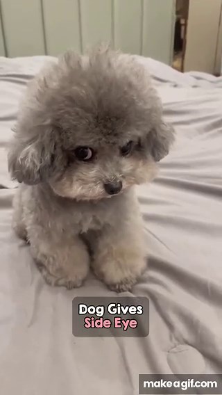 Dog Gives The Meanest Side Eye Ever on Make a GIF