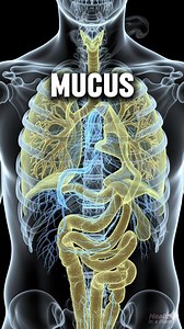 The Best Natural Tea to Melt Mucus and Open Your Airways #naturalremedy #wellness #health #healthtips The content on this page is for informational purposes only and not intended to diagnose, treat, or cure any medical condition or be considered medical advice from our side. Consult a physician / medical professional if you need health advice. | Health in a Flash