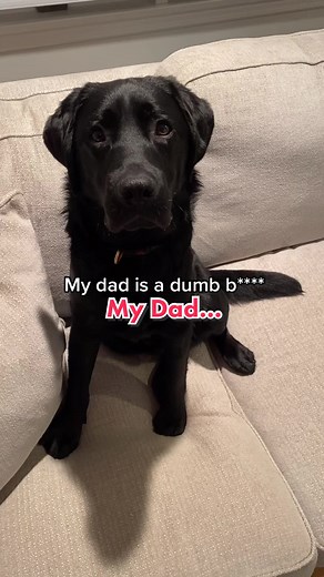 Funny Labrador's Head Tilt Moment