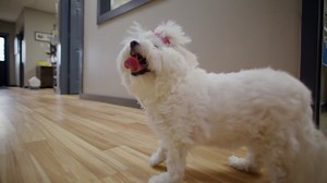 16K views · 409 reactions | Dr. Erin does delicate surgery to relieve a condition called 'cherry eye' on a dog named Max. | National Geographic Animals | Facebook