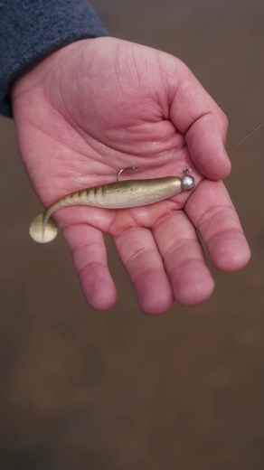 Extreme action. Big results. The Raddletail’s built-in rattles and extreme tail action get strikes when others won’t. Durable. Loud. Proven. | Fish Bum