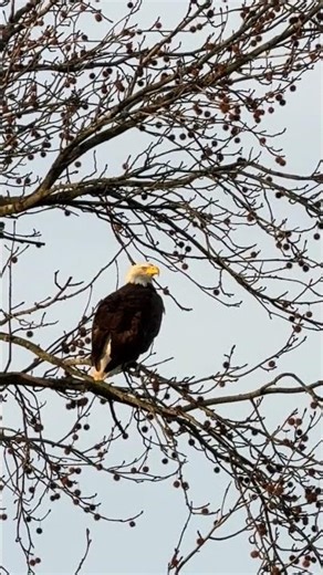 Bald Eagle at Blackwater Wildlife Refuge