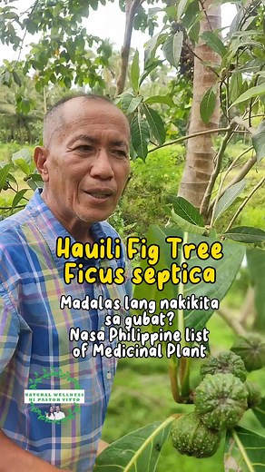 Hauili Fig Tree (Ficus septica) Ang Hauili o Ficus septica ay Native na puno sa Pilipinas. Ito ay diuretic, sudorific, antiherpetic, at antirheumatic. Ang ugat nito ay ginagamit na diuretic at maaring gawing poultice para sa bukol (boil). Ito rin ay ginagamit na pang neutralize ng toxin. Ito ay isa pang uri ng Ficus ang Hauili (Ficus septica) ito naman ay nakakain din, ang hinog ay malambot ang bunga at makatas. Ginagamit ang dahon na pang tapal sa lagnat at sa rayuma. Ang bunga nito ay may may 