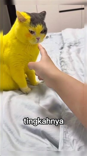 pikachu cosplay cat #cutecat #cat #fyp #shorts
