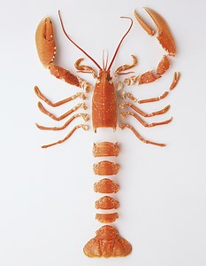 Décortiquer un homard : Comment décortiquer un homard en vidéo - Elle à Table
