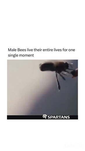 History Art Science Technology Nature Facts on Instagram: "Male bees, also called drones, can only mate once because mating is deadly for them. During mating, a drone puts his reproductive organ into the queen bee. When he releases his fluids, his organ breaks and stays inside the queen, acting as a mating plug. This big release of fluids makes the drone’s abdomen tear apart, leading to his quick death. This one-time sacrifice ensures that the drone passes on his genes, which is his only job in