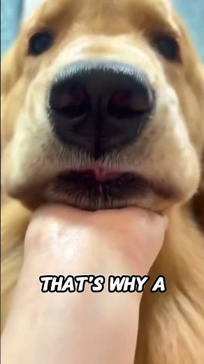 Scientific Facts About Dog Saliva You Never Knew