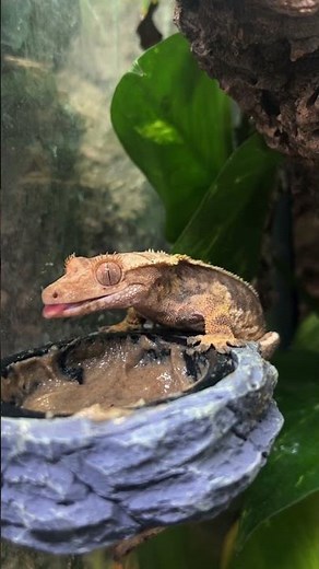 Best Crested Gecko Diet