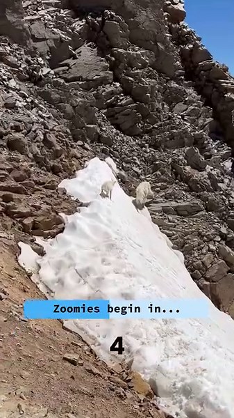 194K views · 5.8K reactions | Baby mountain goat zoomies! Imagine...