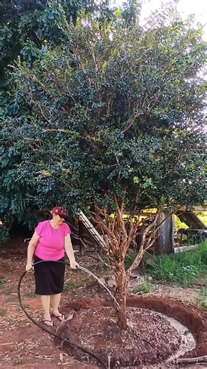 "MOLHANDO O PÉ DE JABUTICABA" #roça #vidanaroça #fazenda