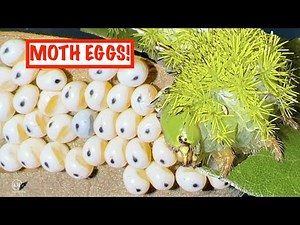 MOTH EGGS WITH A WINDOW! THE IO MOTH LIFE CYCLE