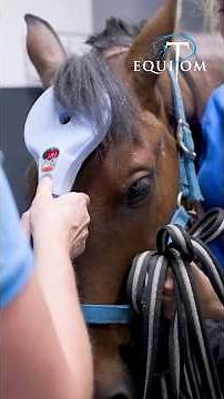 Comment diagnostiquer un cheval ataxique ? 🤔