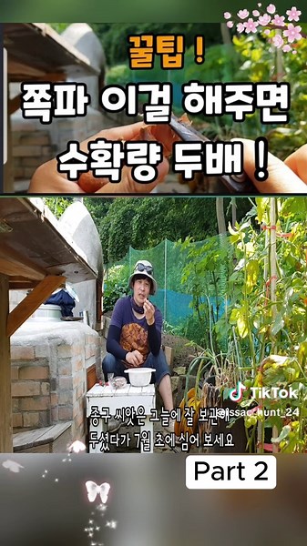 김장 쪽파 수확하면 두배! 심는 방법과 시기