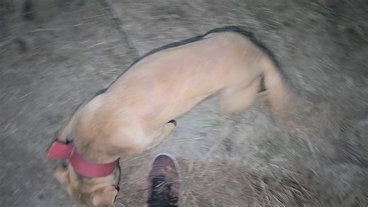 Ready Red Kennels on Reels