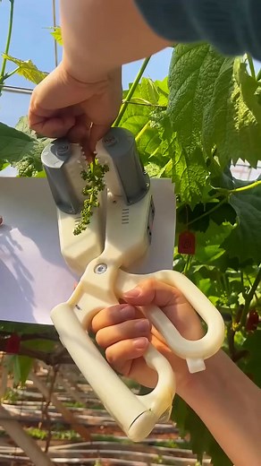 Grape planting carding process- Good tools and machinery make work easy | Magnus