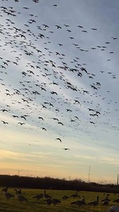 8.3K views · 73K reactions | In desperate need of a camera guy…..  Little goose madness in the wind this morning- stellar hide and cooperative participants has made for some great gunning and lots of laughs. Comment “GOOSE HUNT” below for more information on how YOU can get a front row seat to a show like this.  | Conner Gough | Facebook