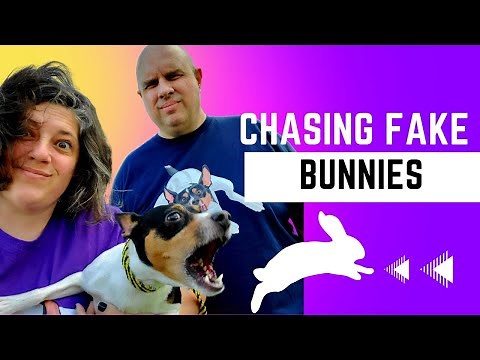 Fast Cat for Beginners | Everything You Need to Know