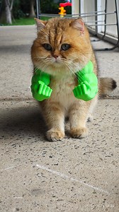 When daddy got a 3D printer 🖨️ and I’ve been complaining it’s useless and taking too much space 🤔 . . . #britishshorthair #bsh #goldenshadedcat #cat #catlover #marvel #hulk #hulkarms #3dprints @bambulab_official #bambu #bambulab | Furrytail Cattery