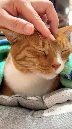 超天才イケメンネコ 何をされても眠いのです #cat #かわいい猫 #cute #funny #funnycats #イケメン猫