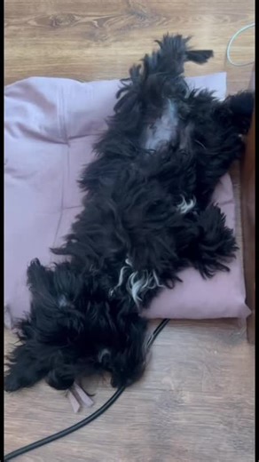 Сдаем в аренду для стрессотерапии оплата кормом и вкусняшками #гибрид #дворняжка #собака #мальтипу