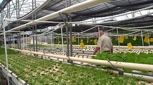 2.8M views · 35K reactions | There are many ways to configure an aquaponics system for your needs. From a small home bathtub system to a full scale commercial farm, whichever way you choose - enjoy the journey with Aquaponics! | Aquaponics Design Course | Facebook
