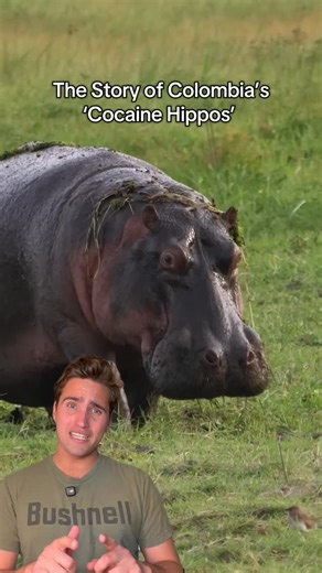 Wolfgang on Instagram: "Did you know that Pablo Escobar’s private zoo inadvertently led to a very serious invasive hippo problem in Colombia? #dyk #hippos #wildlife #colombia #escobar"