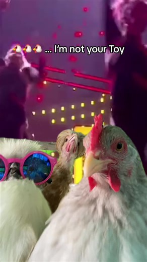 Netta Barzilai Eurovision Chicken Song - I'm Not Your Toy