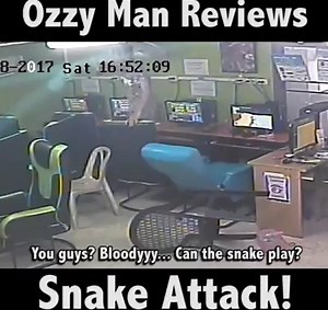 2.4M views · 25K reactions | Me commentary on this good old snake attack. Source video via ViralHog | Ozzy Man Reviews | Facebook