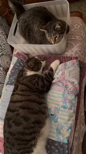 Cat Sneak Attack. She smacks him. Don’t worry he is ok. #catattack #catfighter #catantics