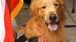 Armed Forces Day: Dog war memorial unveiled
