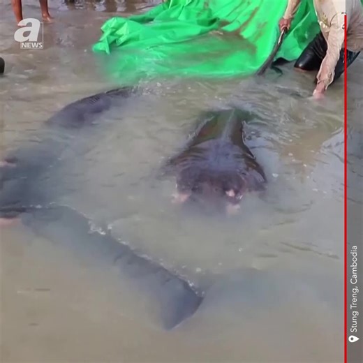 39K views · 189 reactions | World's largest: 600-pound stingray found in Cambodian river A local fisherman in Cambodia has captured a true river monster that scientists believe is the world's largest freshwater fish. The fisherman hooked a massive stingray that weighs 661 pounds and measures 13-feet-long, breaking the previous record of a catfish, discovered in Thailand in 2005, which clocked in at 646 pounds. #cambodia #stungtreng #stingray #fish #anews | A News | Facebook