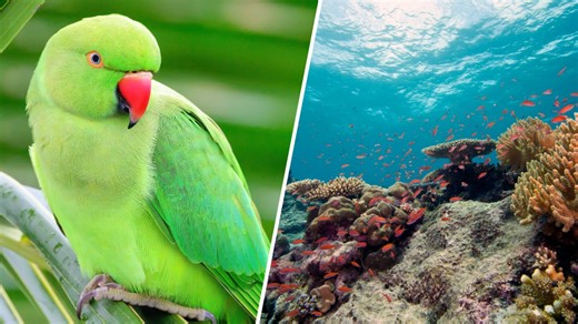 Bebe the parrot goes viral for exploring Bahamas in mini submarine
