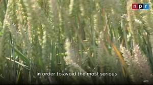 41K views · 482 reactions | A new U.N. report warns that the amount of farmland must shrink in the coming decades in order to slow global warming — and that will likely require people to change what they eat.  Read more: https://trib.al/9yVoBKo | NPR | Facebook