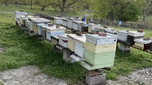 Bees are big money. And beehive box hustling is at an all-time high. | Inside Edition