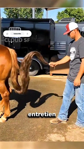Pourquoi Ne JAMAIS Laisser Pousser la Queue d'un Cheval ? 🐎✂️ #shorts