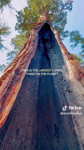 Exploring the Massive Sequoias of California