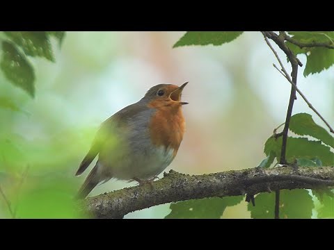 25 Algemene tuinvogels soorten - Common garden birds