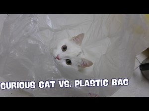 A Curious Cat and a Plastic Bag: An Adorable Encounter!