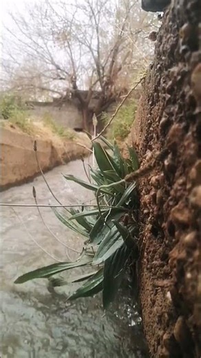 Gentle Water Stream Sound