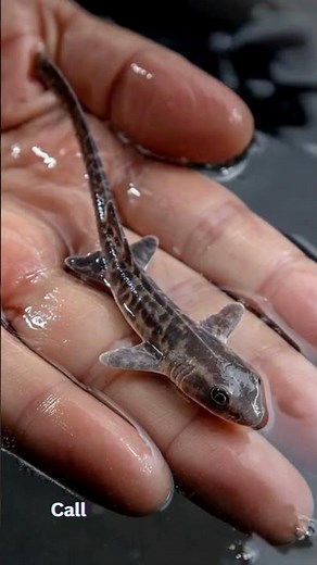From Mini Sharks to Massive Whales: The Wildest Growth Journey #shorts #animals #wildlife