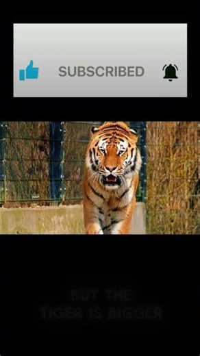 👉 Lion vs Tiger – Who Wins? 🐆🐅#lion #tiger #animals #wildlife #vs #whowouldwin #animalfacts #shorts