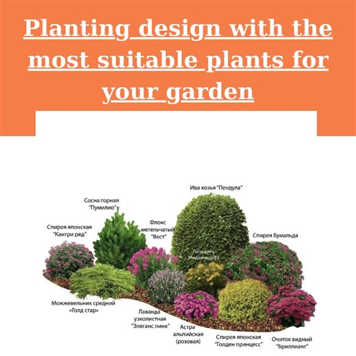 Landscape Plan,shade Planting Scheme, Garden Plan Under Shade Tree, Tree Base Landscape, Yard and Curb Appeal - Etsy