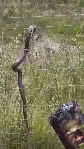 Snake trapped in wire fence