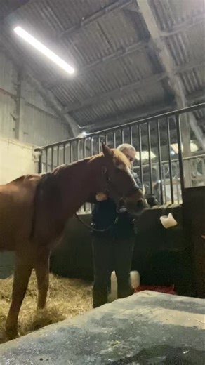 Olivia Heath Veterinary Physiotherapy on Instagram: "Here is 29 year old Red showing some processing and releases during treatment to his jaw (temperomandibular joint) and his hyoid apparatus 🦴 The TMJ is a complex joint where the mandible (the jaw bone) meets and articulates with the temporal bone which enables the opening/closing of the mouth as well as the lateral gliding required for mastication (chewing)! 👄 Did you know it is the most proprioceptive joint in the whole body!! There are 4 m