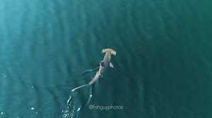 4.3K views · 186 reactions | One of my favorite summertime shark species, the scalloped hammerhead. This warm water species swims here on the Gulf Stream. This is one of six different ones I observed a few miles south of Shinnecock Inlet. | Fish Guy Photos | Facebook